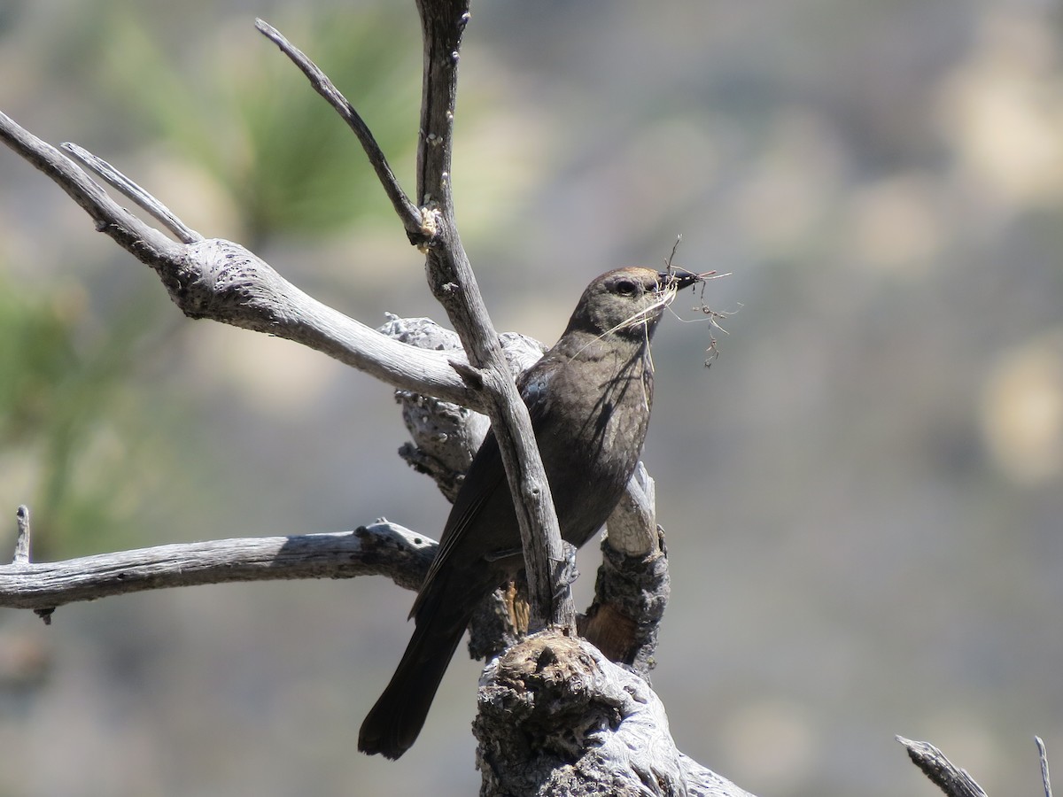 Brewer's Blackbird - ML96931361