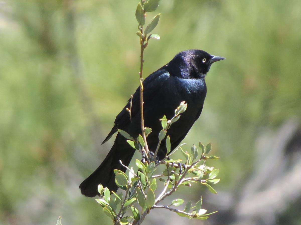 Brewer's Blackbird - ML96931371