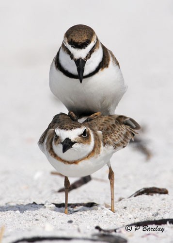 Wilson's Plover - ML96931741