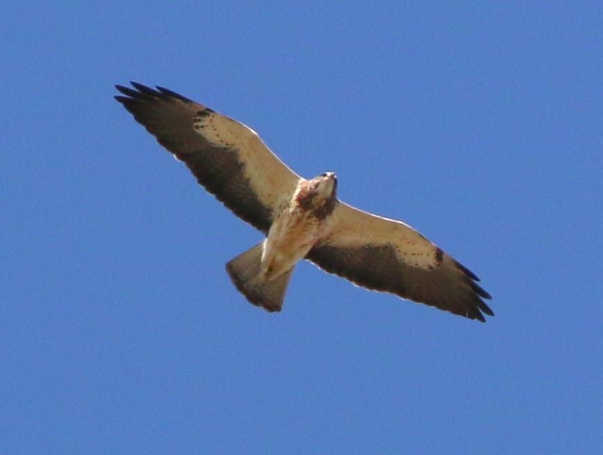 Swainson's Hawk - ML96932861