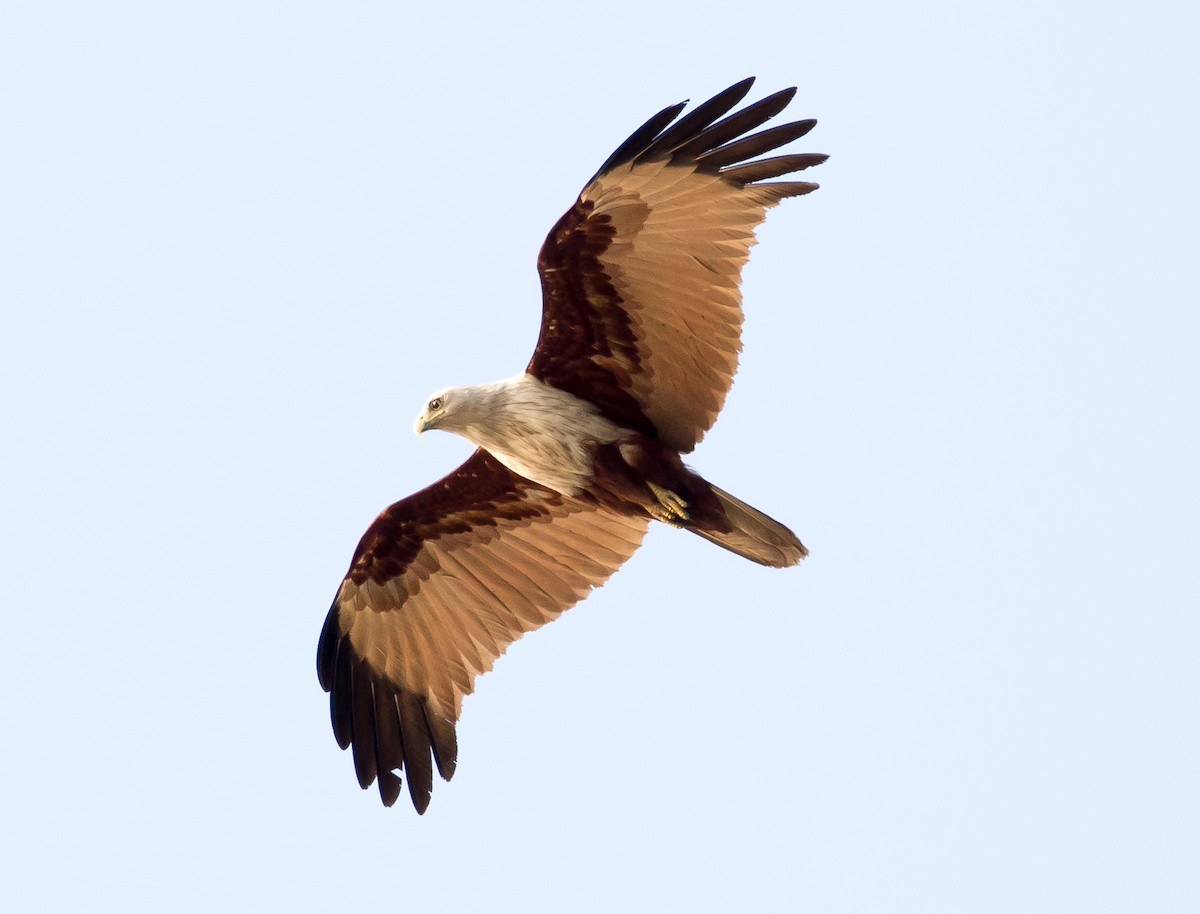 Brahminy Kite - ML96932891
