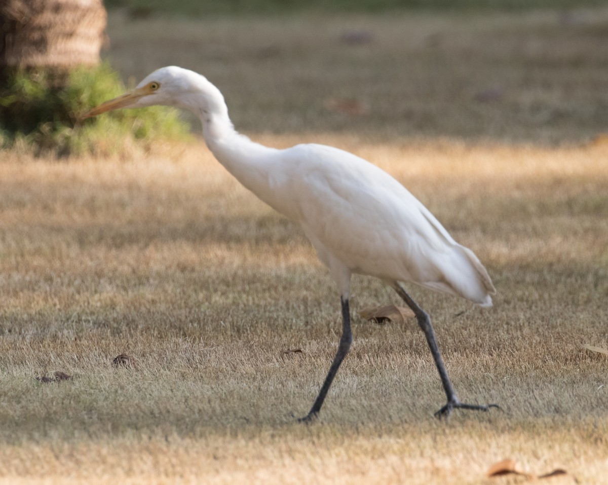 Eastern Cattle-Egret - ML96932921