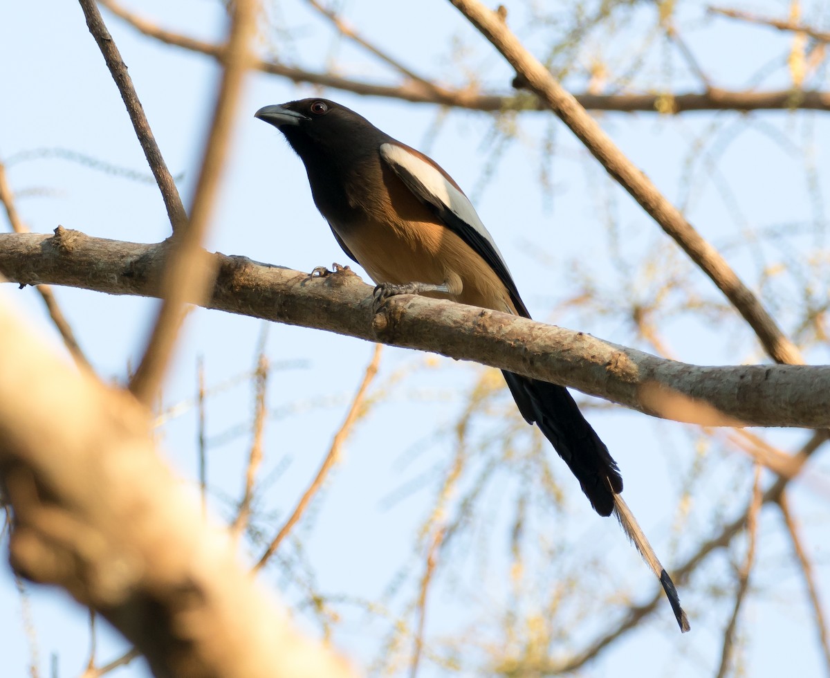 Rufous Treepie - ML96933111
