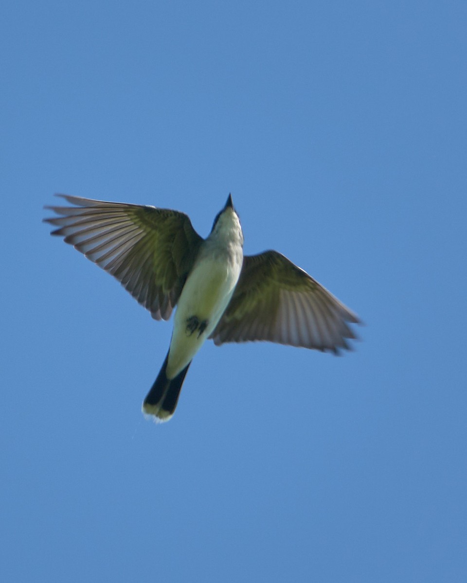 Eastern Kingbird - Stephen Mann