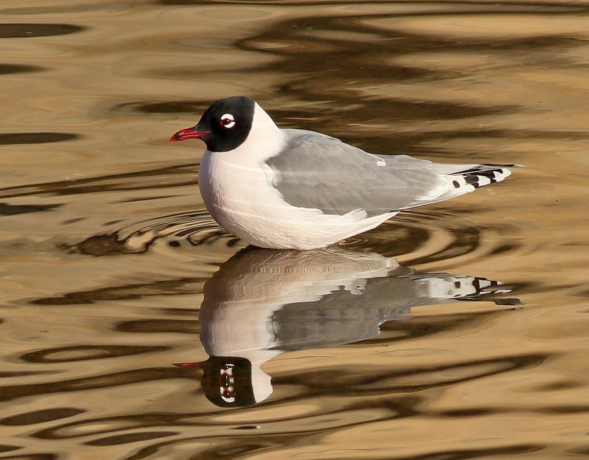 Franklin's Gull - ML96935011