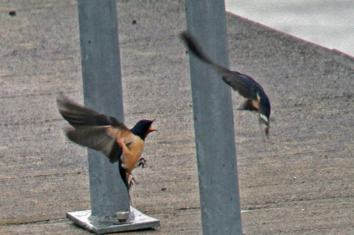 Barn Swallow - ML96935161