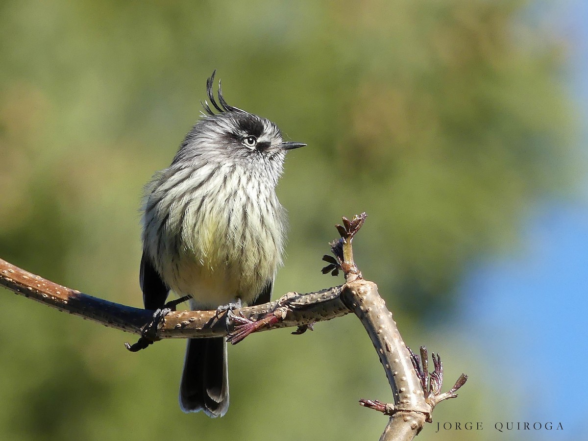 Tufted Tit-Tyrant - ML96935521