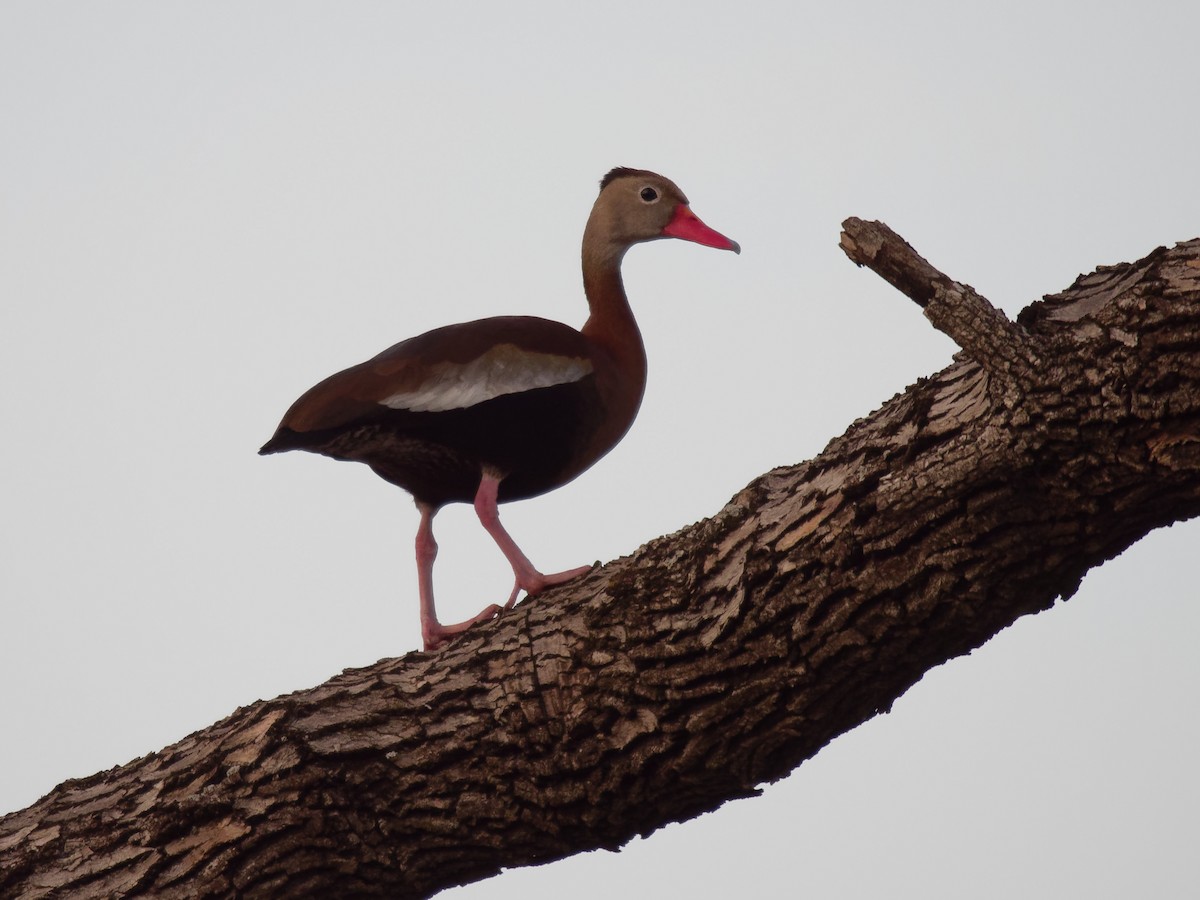 Black-bellied Whistling-Duck - Dina Perry