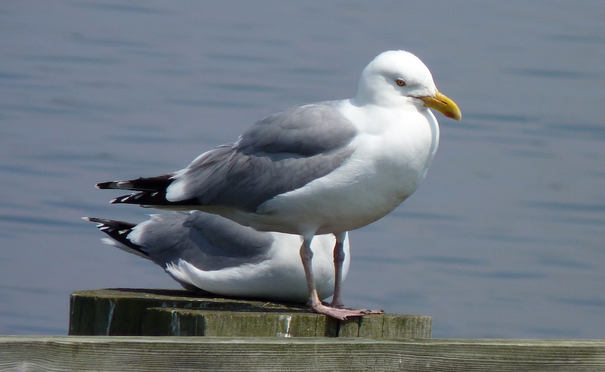 American Herring Gull - ML96936411