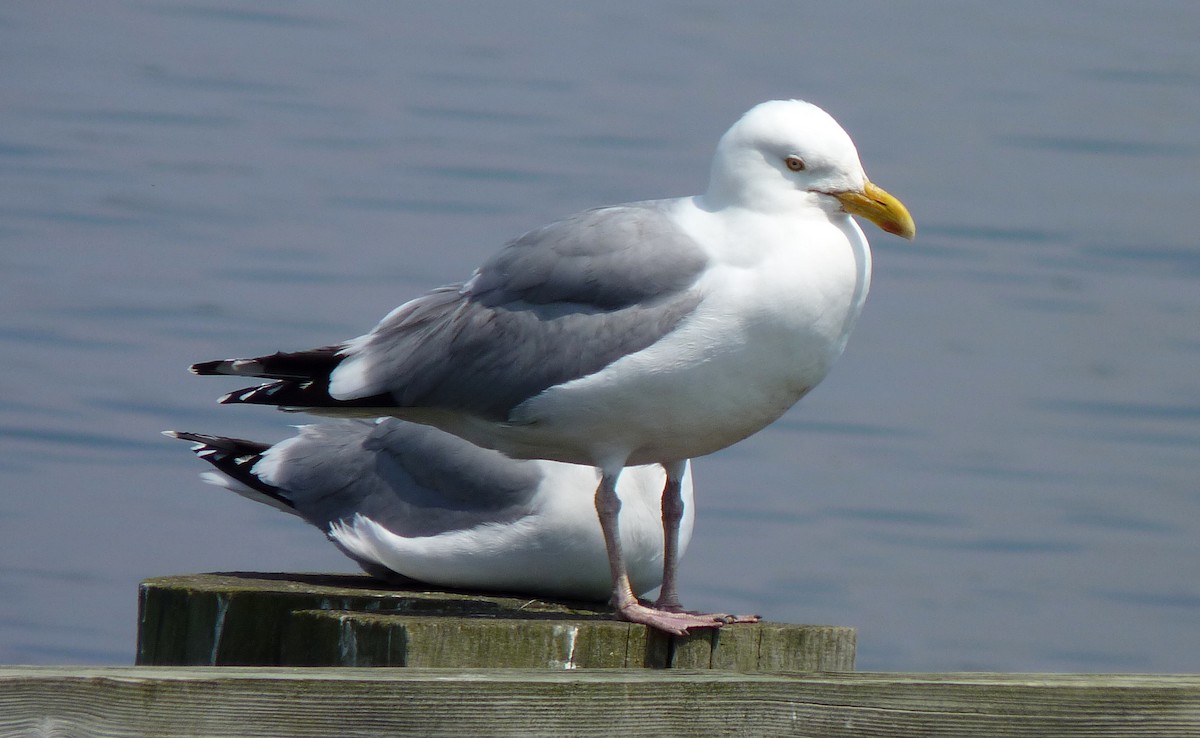 Goéland argenté - ML96936411