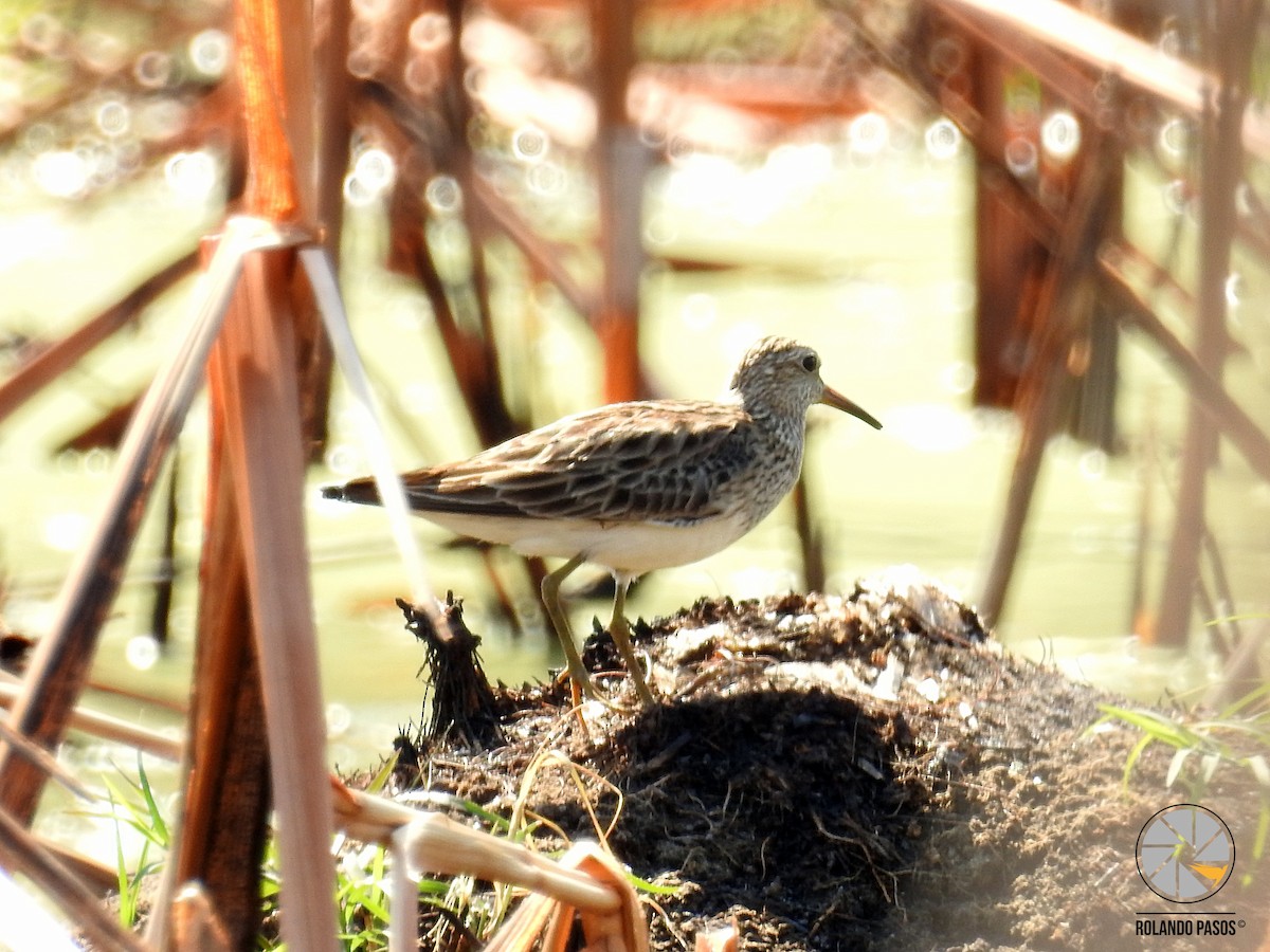 Pectoral Sandpiper - Rolando Tomas Pasos Pérez