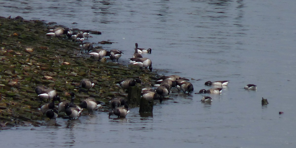 Brant (Atlantic) - John Beetham