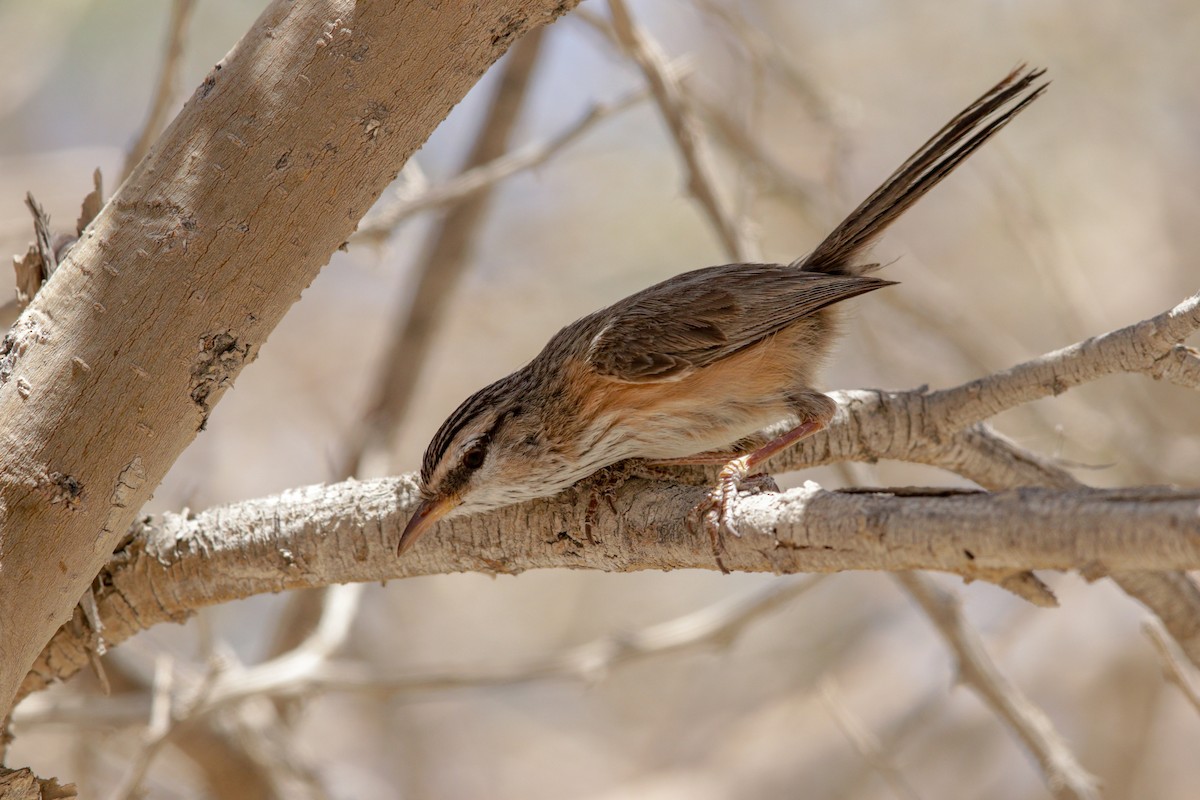 Scrub Warbler (Eastern) - ML96937491