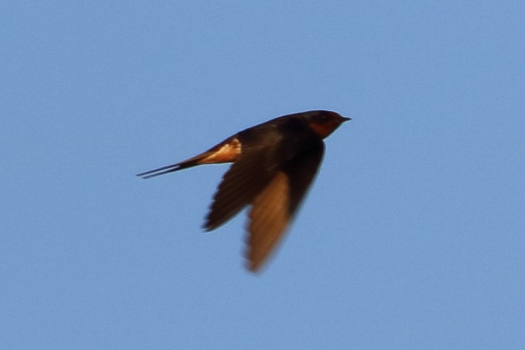 Barn Swallow - ML96937701