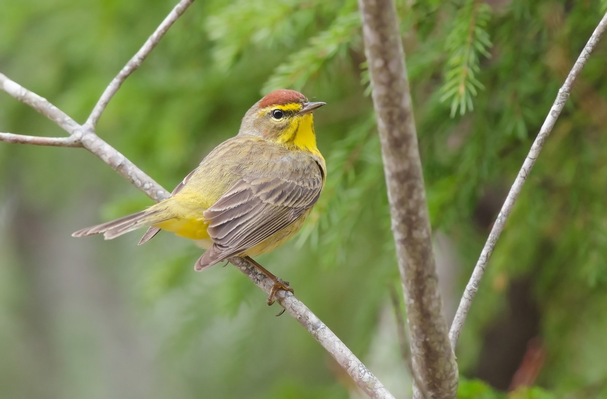 Palm Warbler - Alix d'Entremont