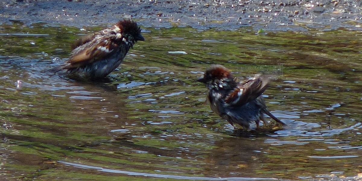 House Sparrow - ML96938001