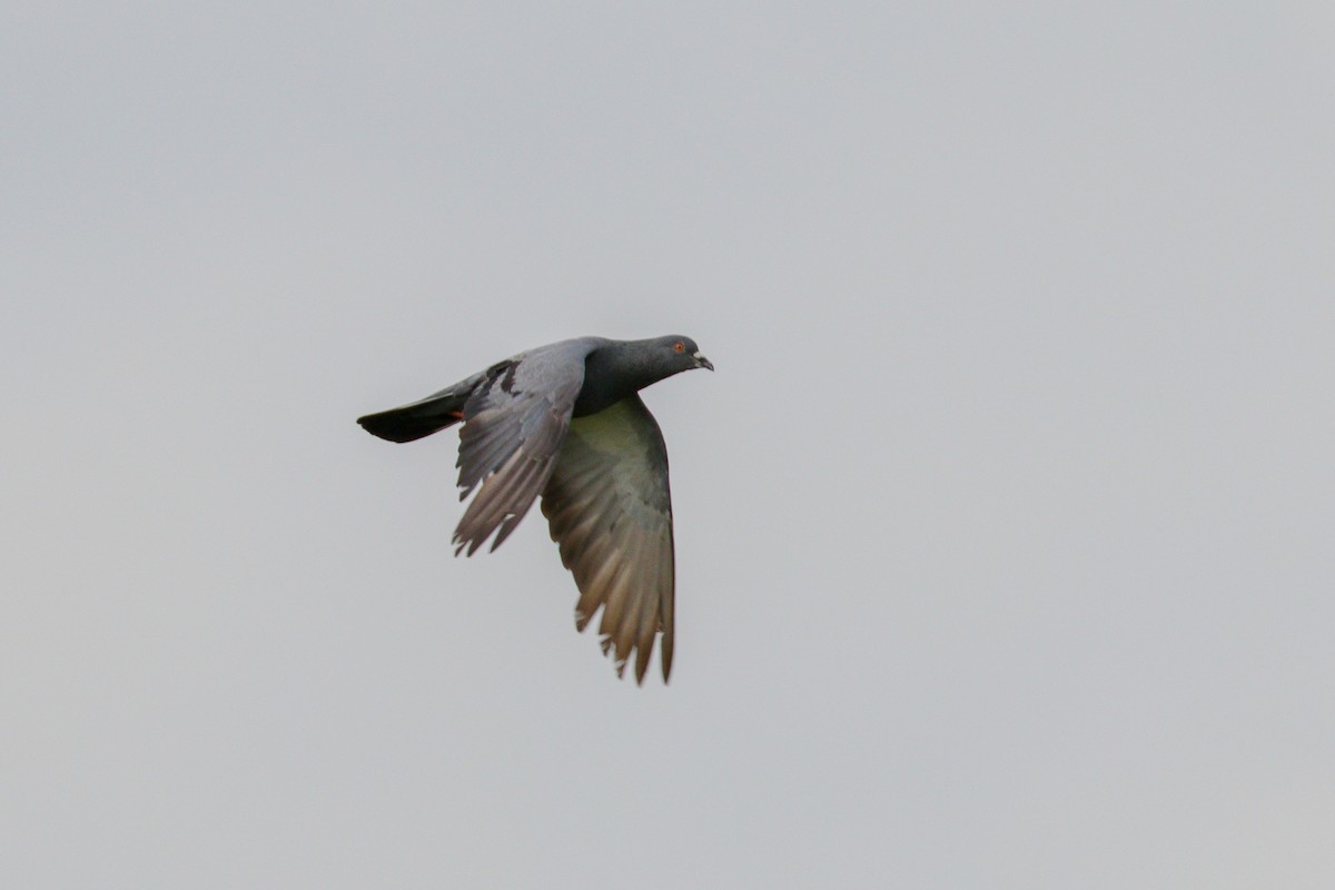 Rock Pigeon (Feral Pigeon) - ML96939331