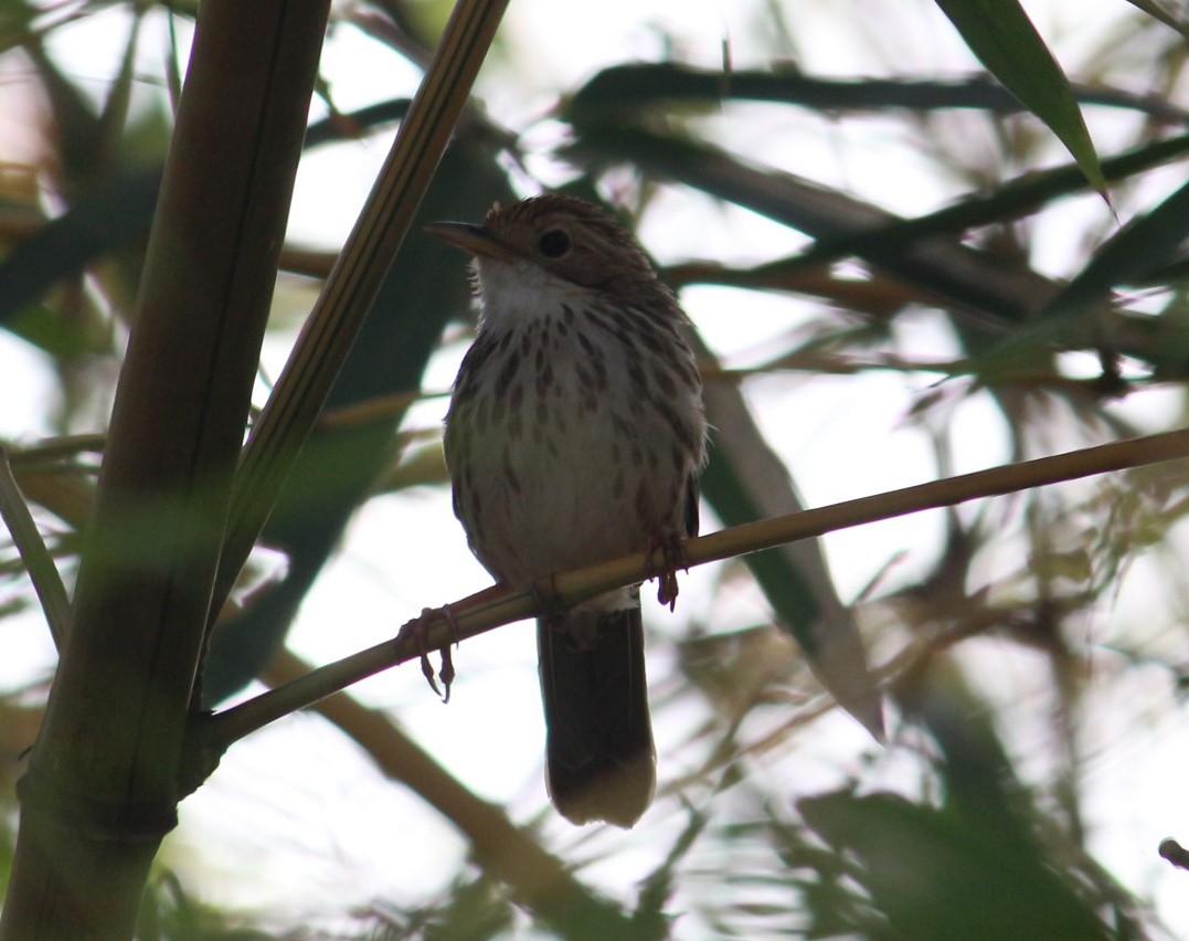 Puff-throated Babbler - ML96939491