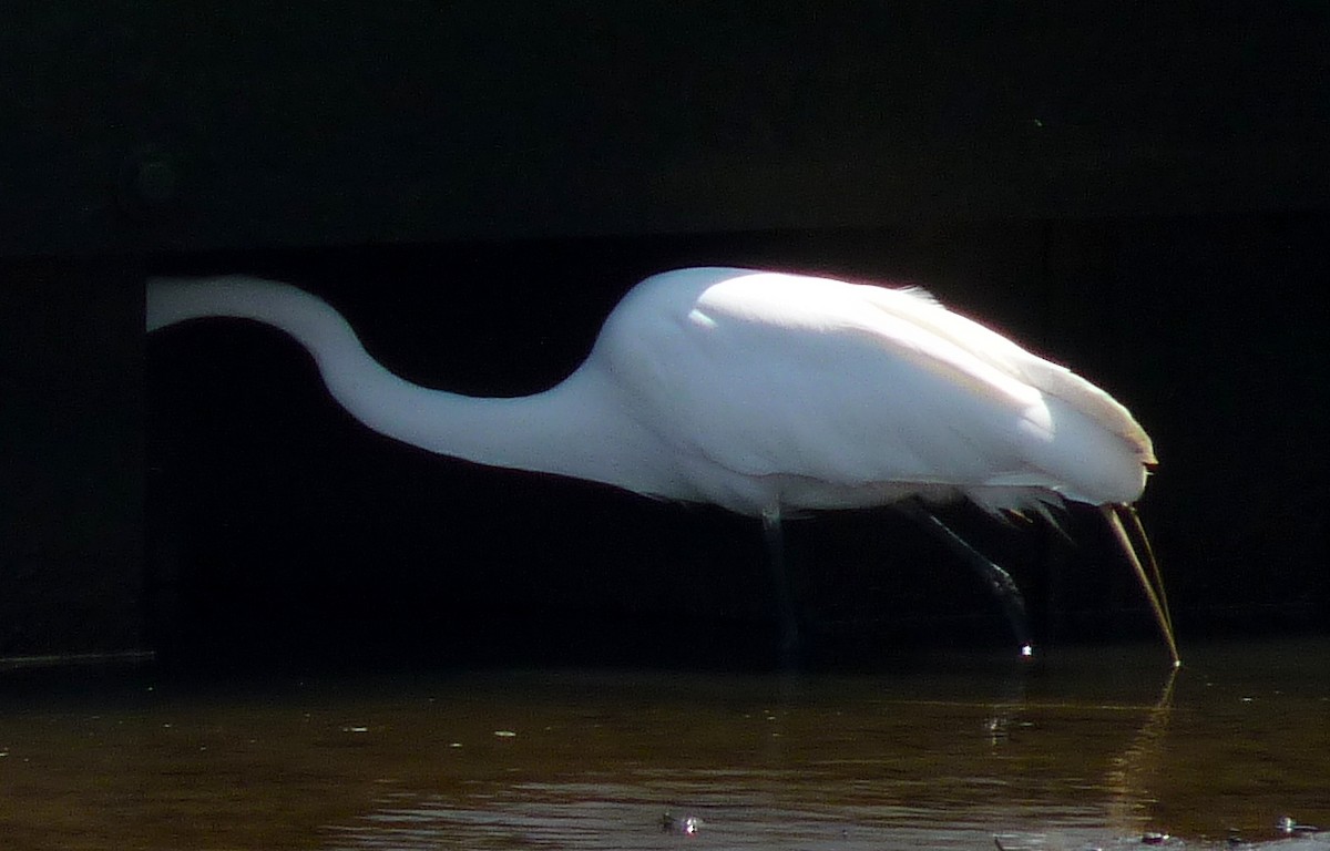 Great Egret - ML96939781