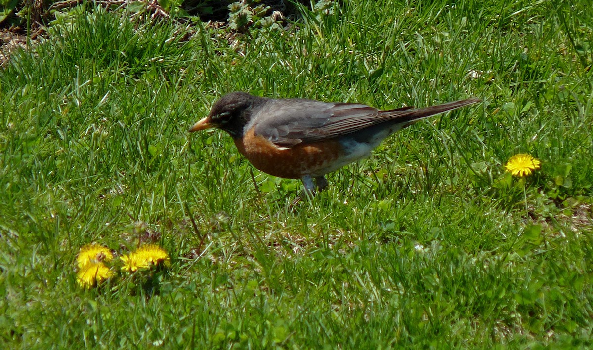 American Robin - ML96939921