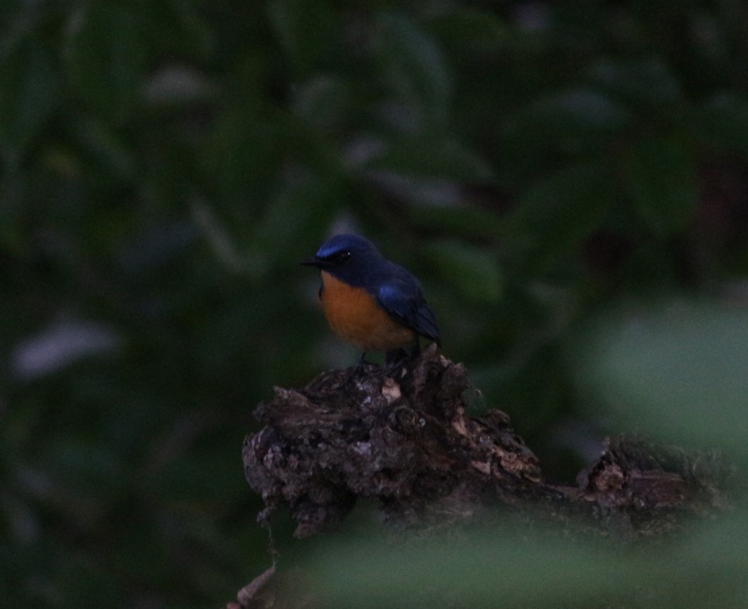 Tickell's Blue Flycatcher - ML96940281