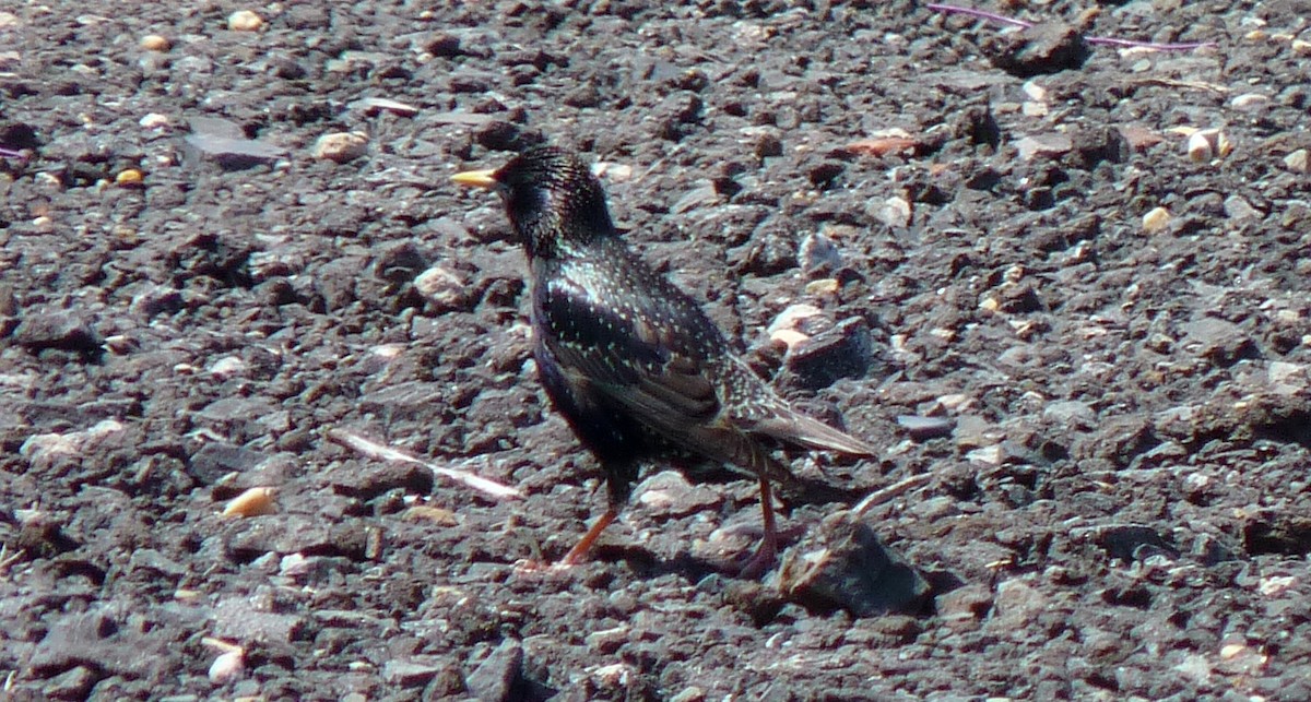 European Starling - ML96940411