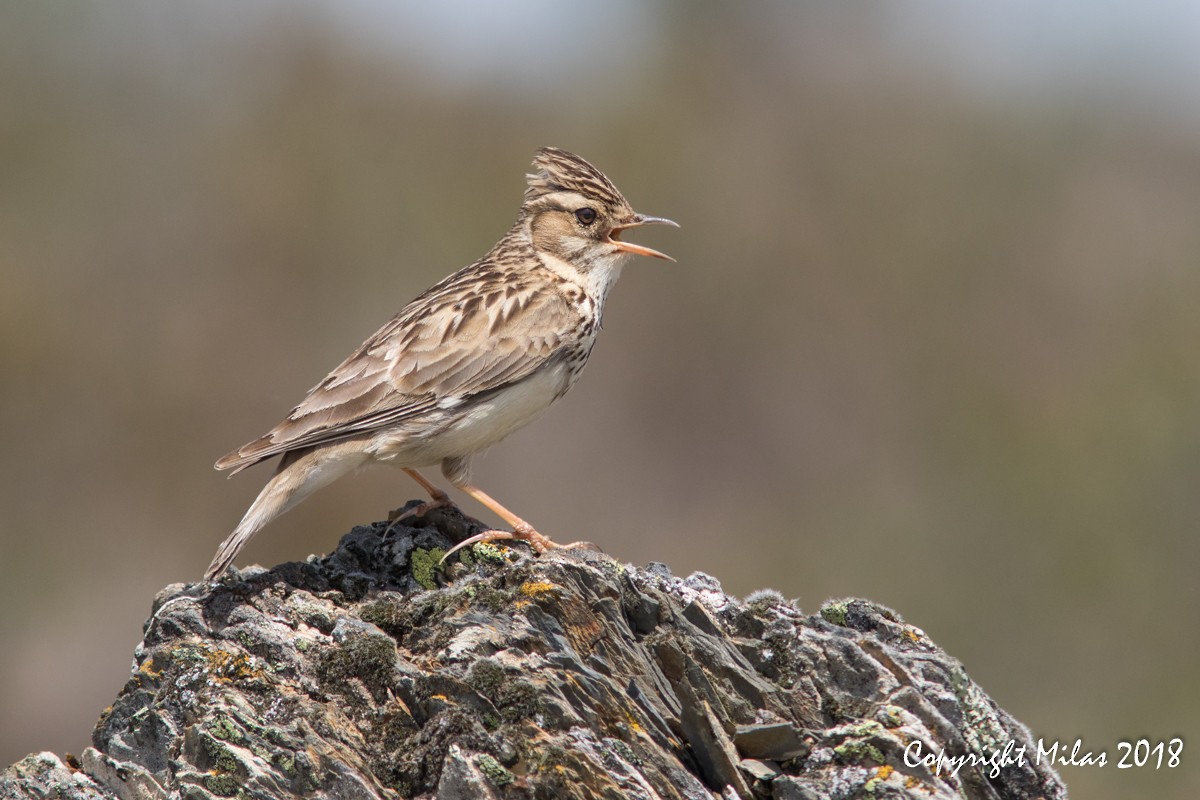 Wood Lark - ML96940731