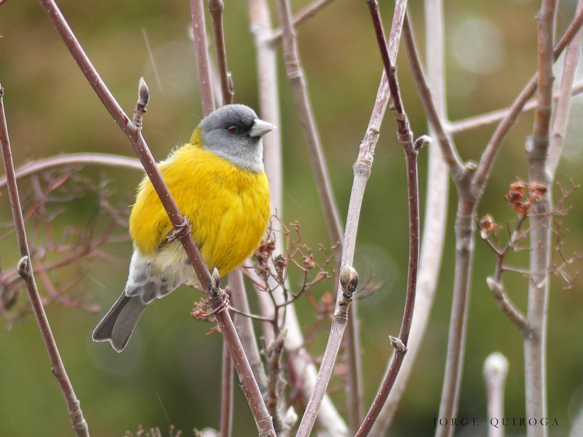 Patagonian Sierra Finch - ML96940781