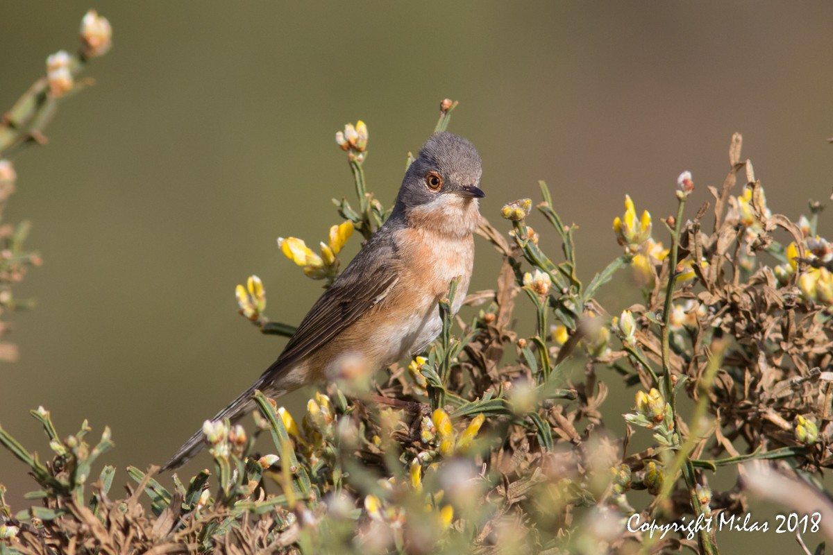 Western Subalpine Warbler - Milas Santos