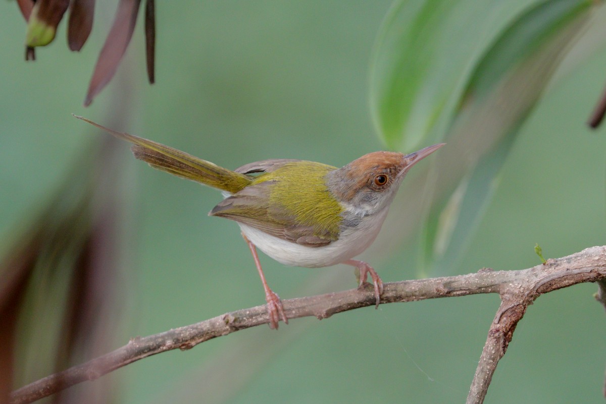 Common Tailorbird - ML96941111