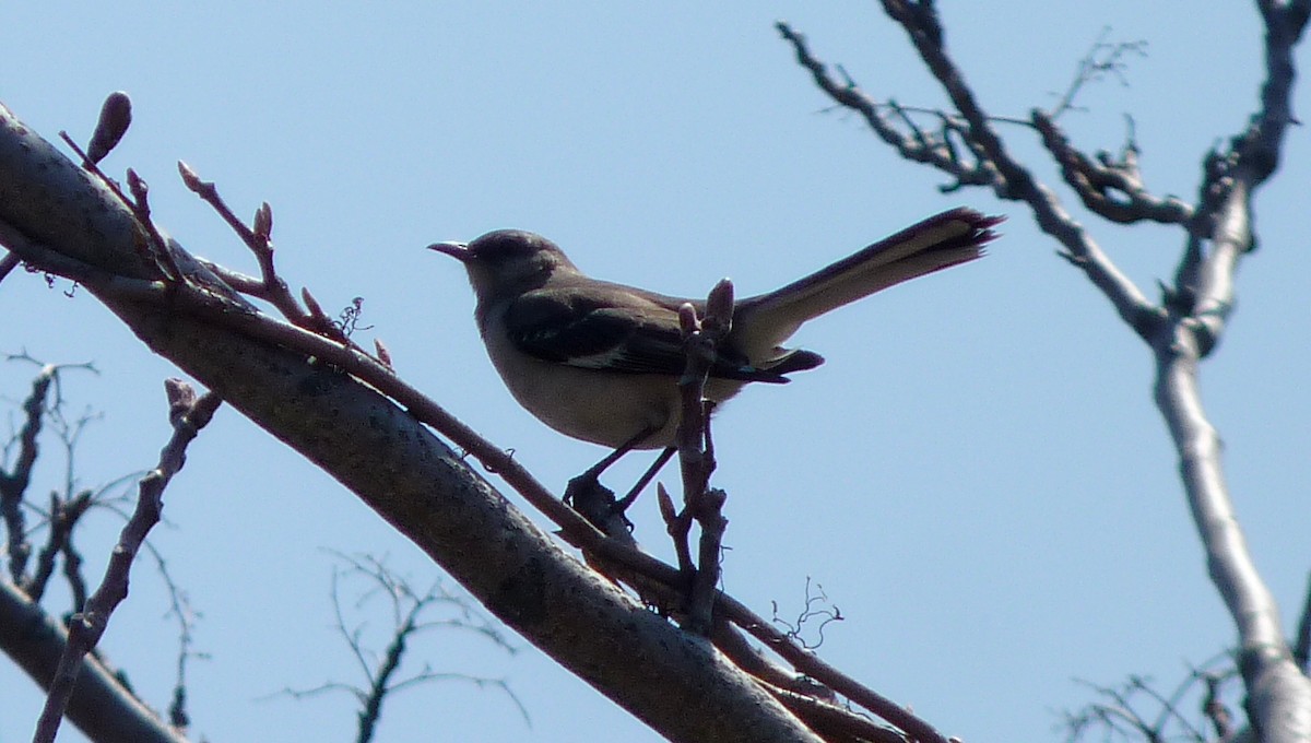 Northern Mockingbird - ML96941501