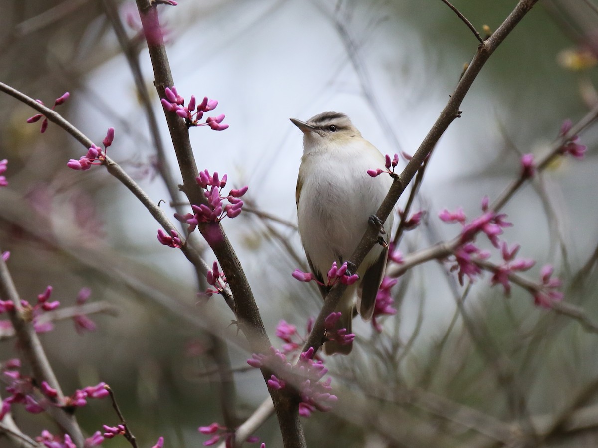 Red-eyed Vireo - Ron Sempier