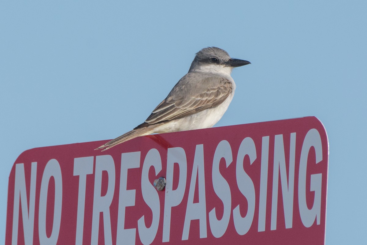 Gray Kingbird - ML96943991