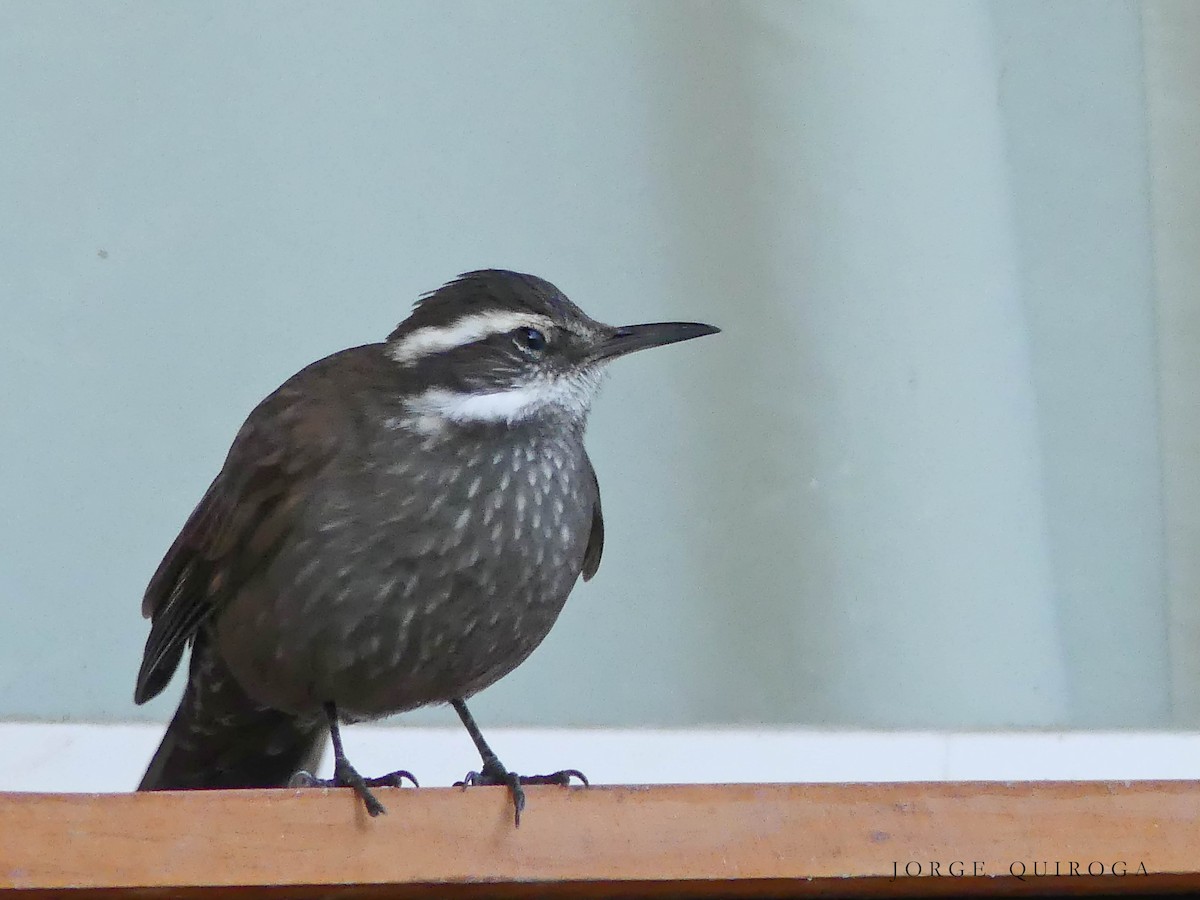 Dark-bellied Cinclodes - Jorge  Quiroga