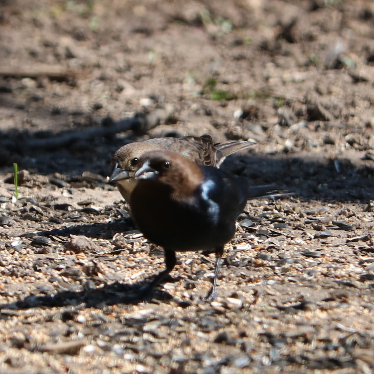 Brown-headed Cowbird - ML96944621