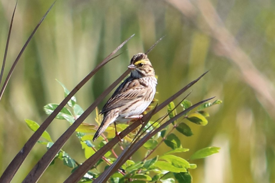 Savannah Sparrow - Alta Tanner