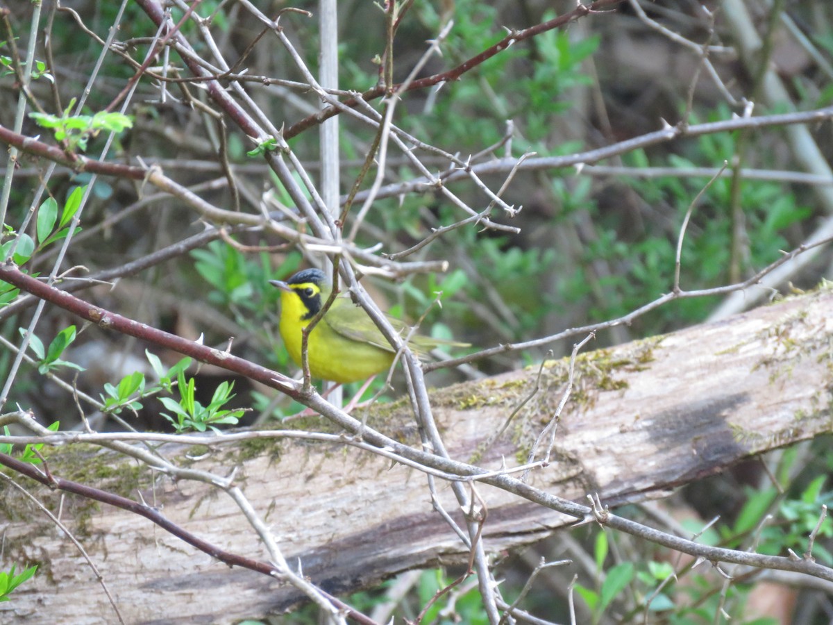 Kentucky Warbler - ML96946911