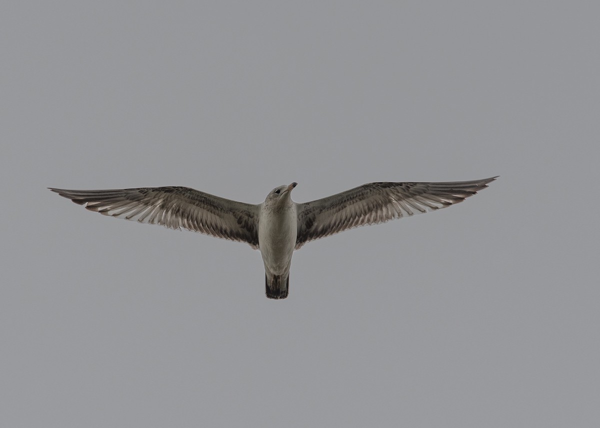 Ring-billed Gull - ML96946921