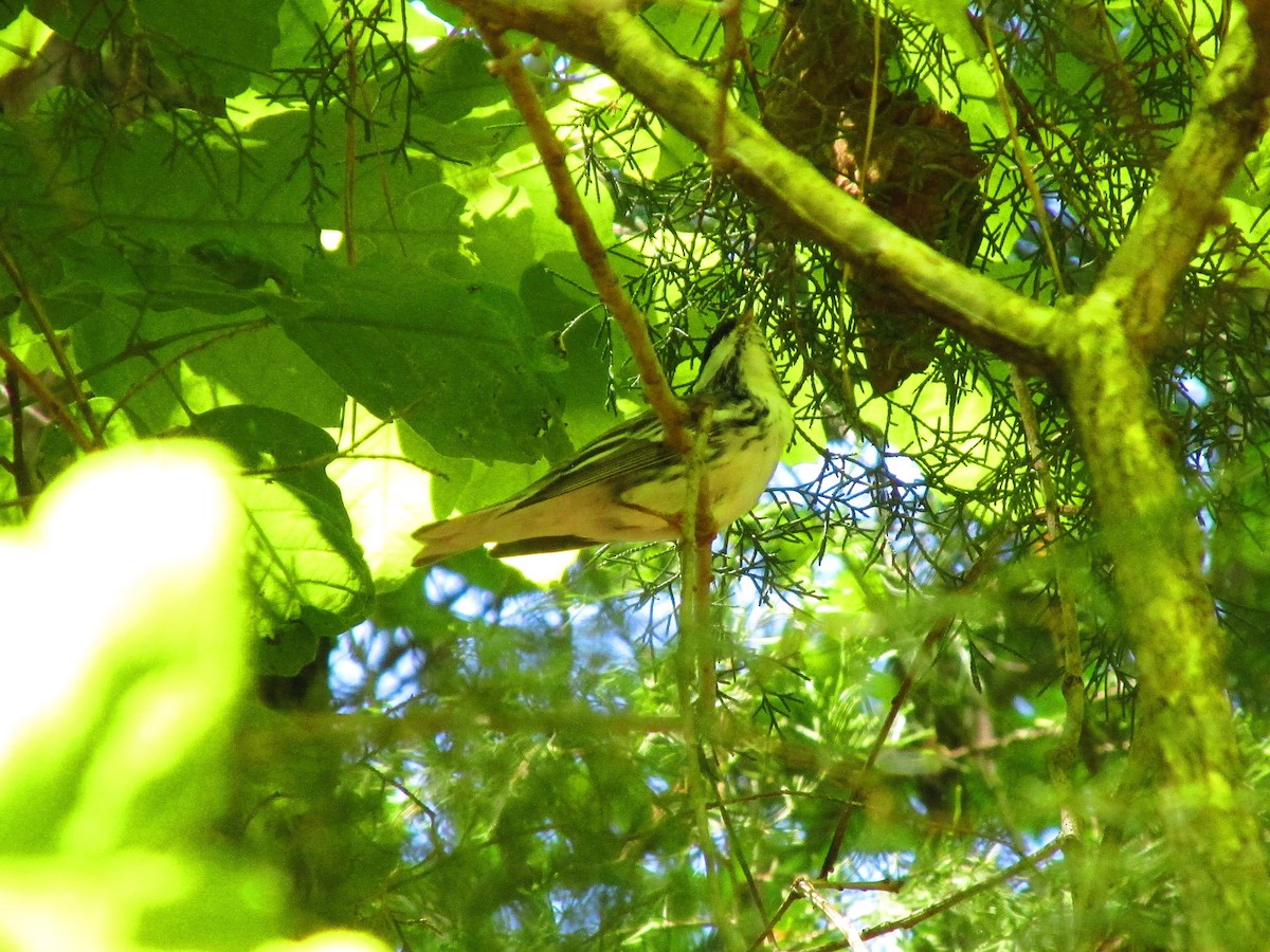 Blackpoll Warbler - ML96949731