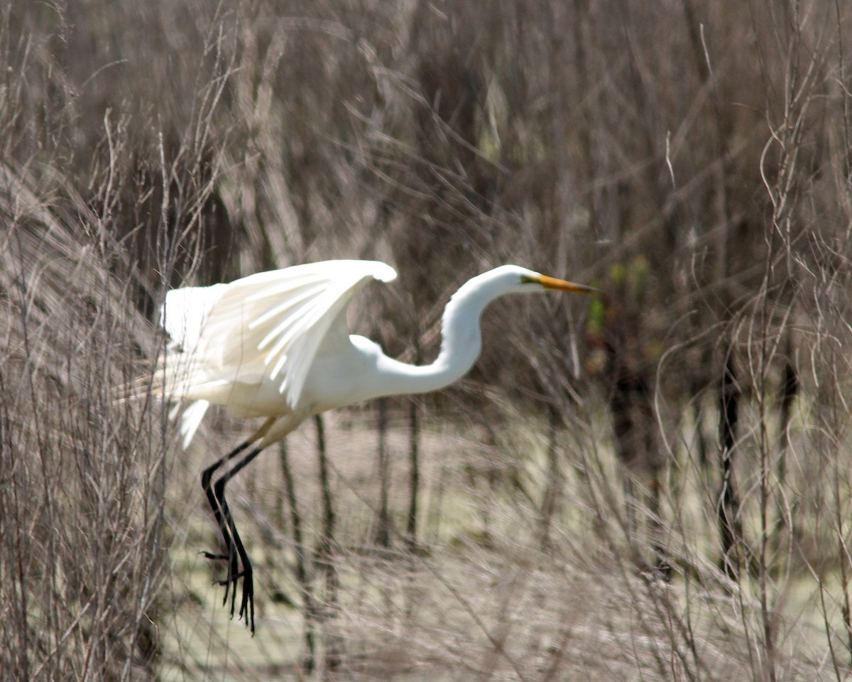 Great Egret - ML96949921