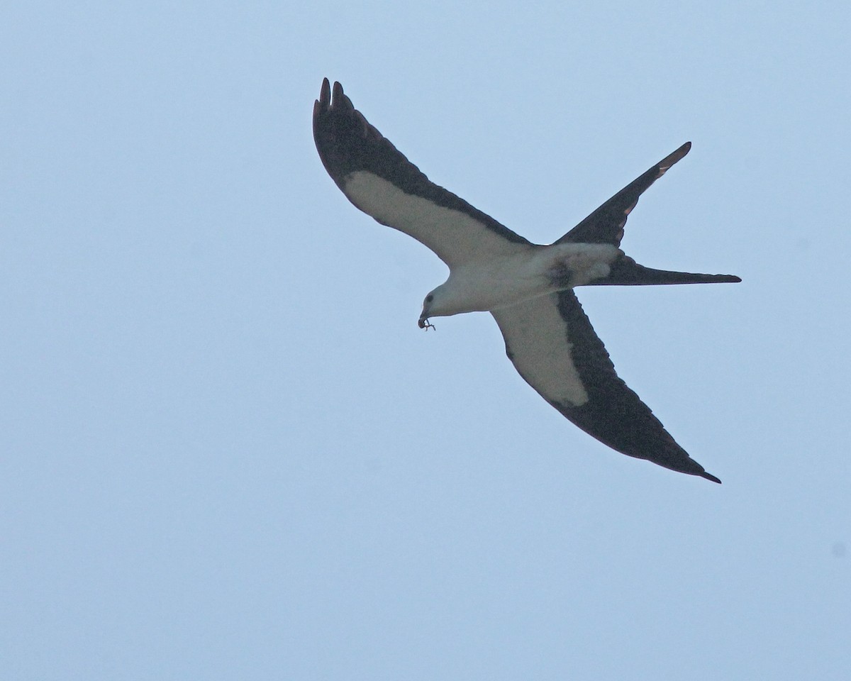 Swallow-tailed Kite - ML96950141