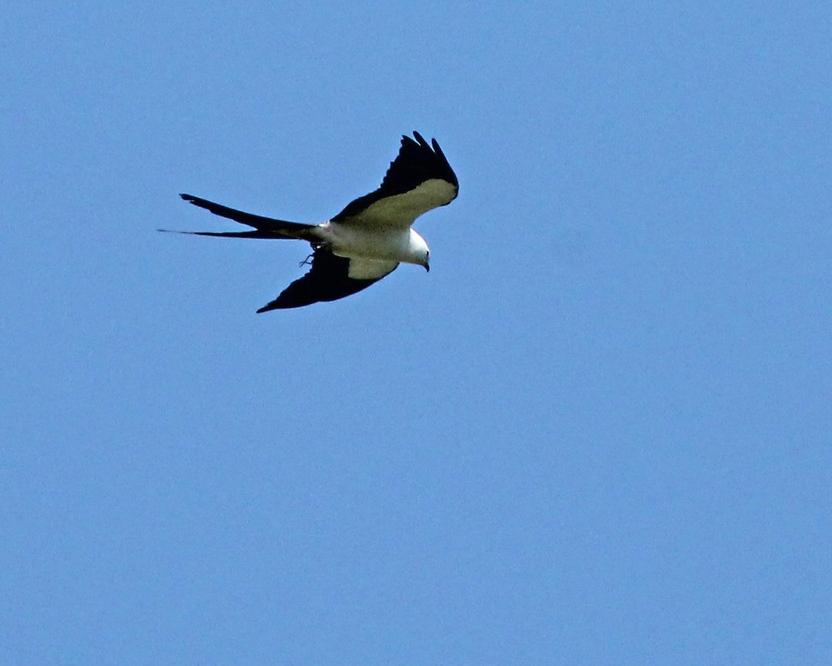 Swallow-tailed Kite - ML96950151