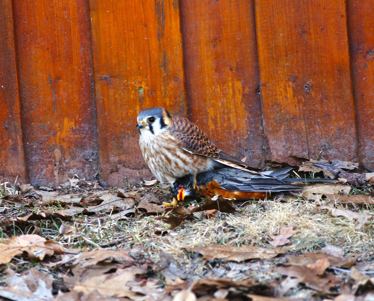 American Kestrel - ML96950481