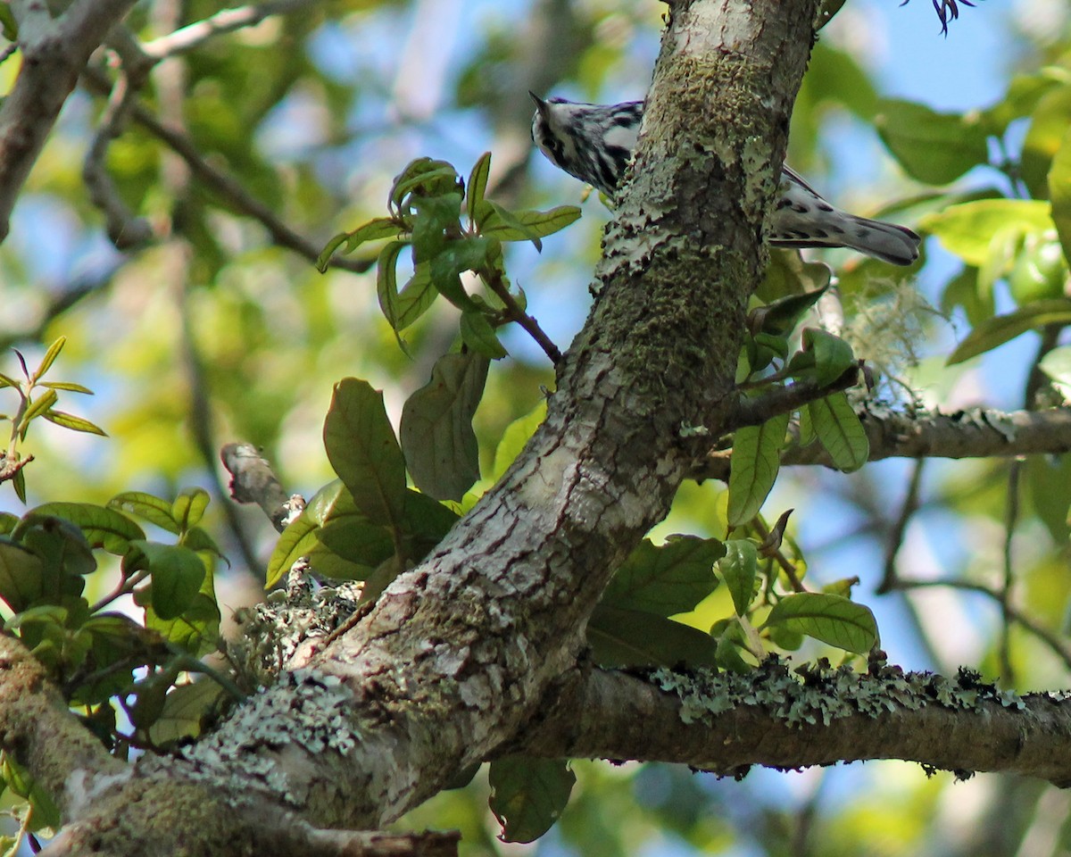 Black-and-white Warbler - ML96950511