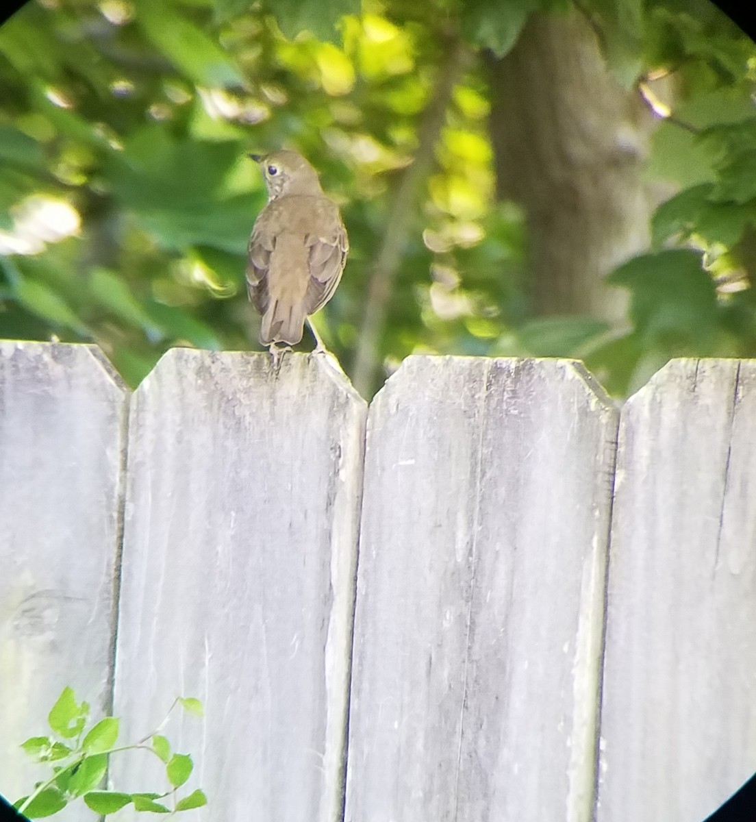 Gray-cheeked Thrush - ML96951541