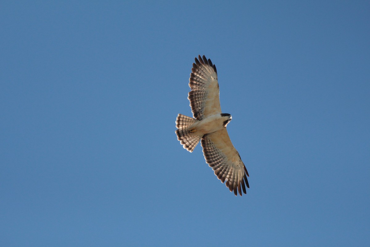 Short-tailed Hawk - ML96954051