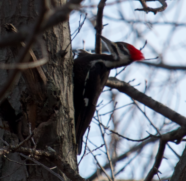 Pileated Woodpecker - Robert Irwin