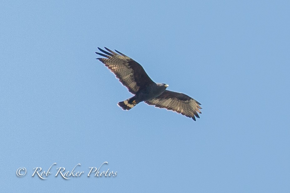 Zone-tailed Hawk - Joey Kellner