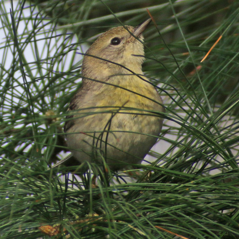 Pine Warbler - ML96955381