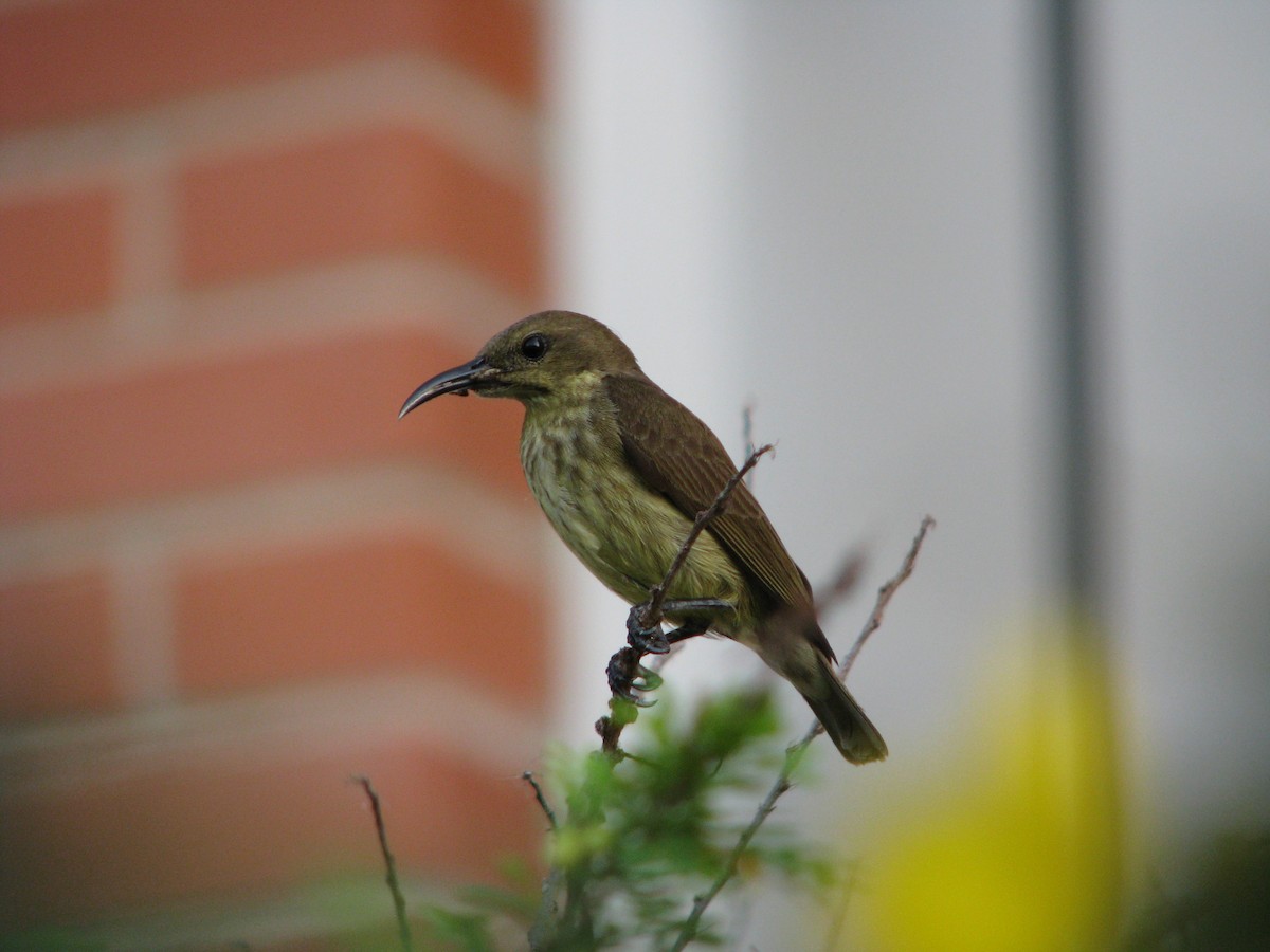 Buff-throated Sunbird - ML96955791